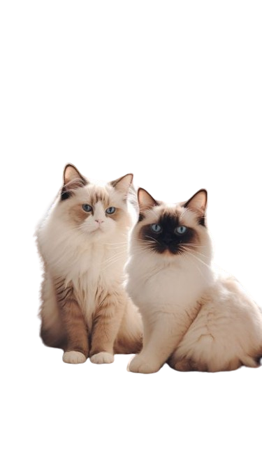 Birman Cat